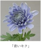 「青いキク」が誕生