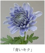 「青いキク」が誕生