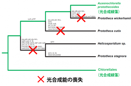 緑藻”プロトテカ”が真っ白になった理由 ～ゲノム解読で読み解く進化の過程～