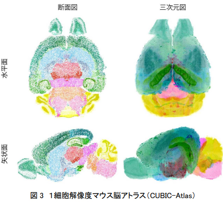 1細胞解像度を有する点描脳アトラスの創出