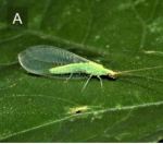 オスを抹殺する細菌にあらがう昆虫:抵抗性進化を観測