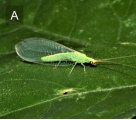 オスを抹殺する細菌にあらがう昆虫:抵抗性進化を観測