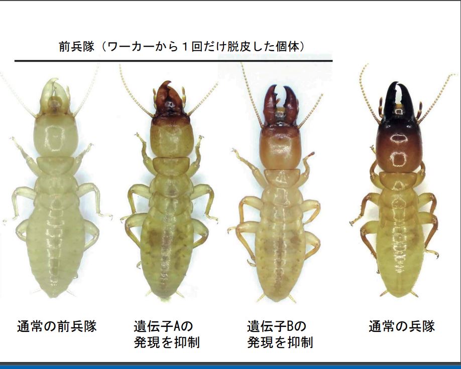シロアリの兵隊分化の鍵遺伝子を発見(富山大学との共同研究成果)