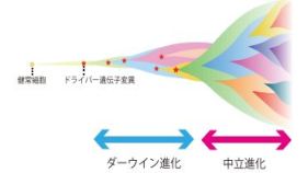 大腸がんの腫瘍内多様性の獲得原理を説明する新たな進化モデルを構築