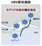 ヘルペスウイルスの核外輸送機構を解明～ウイルス研究が紐解く高分子複合体のユニークな核外輸送機構～