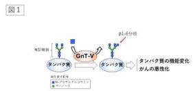 がん悪性化に関与する糖鎖合成酵素 GnT-V の構造を解明