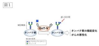 がん悪性化に関与する糖鎖合成酵素 GnT-V の構造を解明