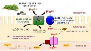 貧血予防に新たな指針:ビタミンCが鉄分の吸収を促進するメカニズムを原子レベルで解明
