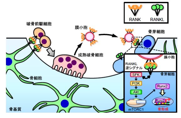 骨芽細胞のRANKLが骨形成を促進する創薬標的になることを発見