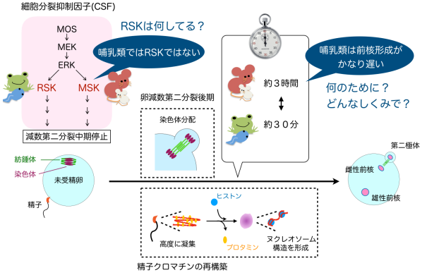 卵が時間の余裕をつくり精子の変身を助ける～哺乳類の受精卵特有のしくみを解明～