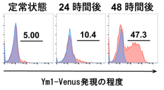 炎症の回復期に出現し、組織修復を促す新しい免疫細胞を発見