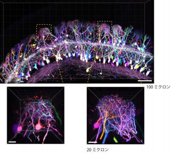 神経細胞を明るくカラフルに染めることで神経回路研究を加速