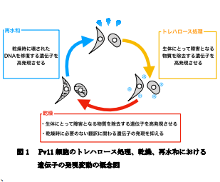 乾燥しても死なない細胞はなぜ死なずに生き返ることができるのか?