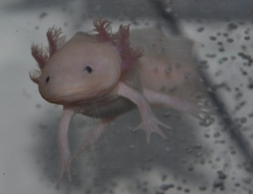 新技術を用いて再生能力を持つウーパールーパーの全ゲノム解読に成功