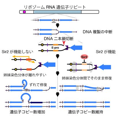 細胞が遺伝子の数を数えて維持する仕組みを解明