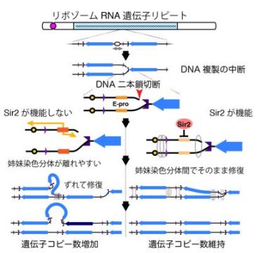 細胞が遺伝子の数を数えて維持する仕組みを解明