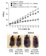 肥満を制御する酵素を発見