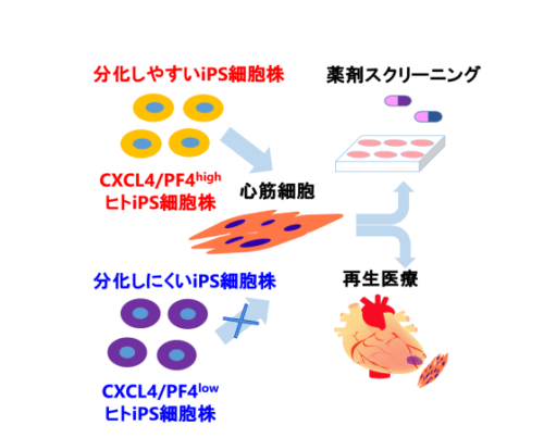 「心筋細胞になりやすいiPS細胞」をみつけるための目印となる遺伝子を同定