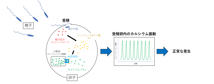受精卵の活性化を促すカルシウム振動を維持する新しい仕組みを解明