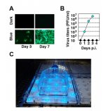 光制御性ウイルスベクター～ウイルスベクターの遺伝子発現や増殖を自由自在に操れる世界初の技術～