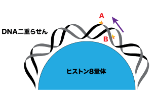 紫外線により染色体DNAに発生した損傷を検出するメカニズムを解明