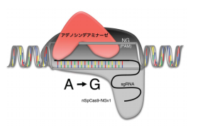植物の品種改良につながる新技術 イネ遺伝子の書換えを容易にするゲノム編集技術を開発
