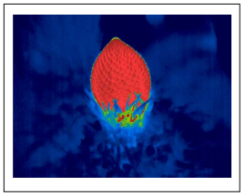 裸子植物ソテツの花が発熱するしくみの一端を解明