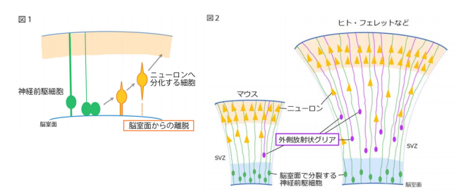 発生期の大脳で分化細胞と未分化細胞の移動開始をもたらす共通の分子を明らかに