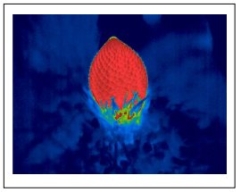 裸子植物ソテツの花が発熱するしくみの一端を解明