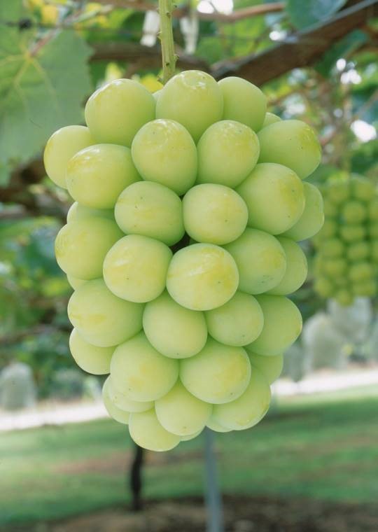 ブドウ「シャインマスカット」の高精度な全ゲノム解読に成功