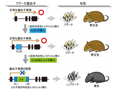 マウスが黒毛になるしくみ、四半世紀を経て解明