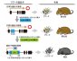 マウスが黒毛になるしくみ、四半世紀を経て解明