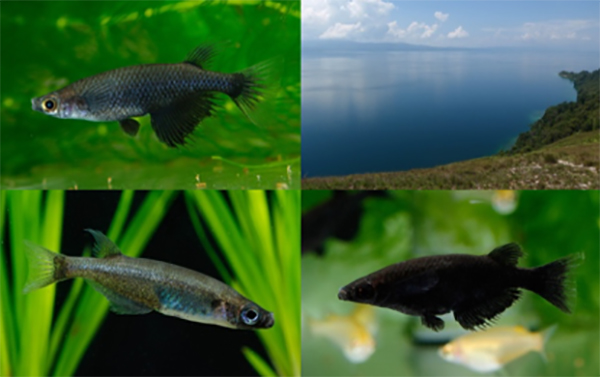 インドネシアの古代湖はメダカの進化のゆりかご