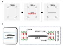 植物のユニークな細胞分裂の仕組みを解明 ～農作物増産に期待～