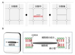 植物のユニークな細胞分裂の仕組みを解明 ～農作物増産に期待～
