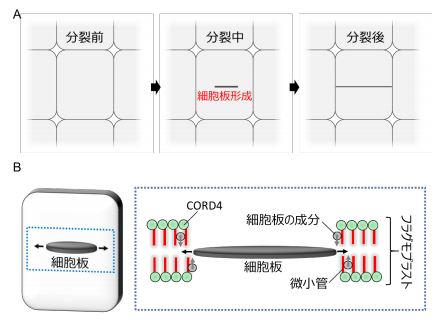 植物のユニークな細胞分裂の仕組みを解明 ～農作物増産に期待～