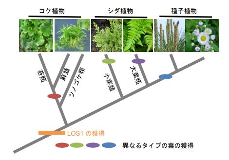 葉の形態の収斂進化に関わる遺伝子を発見～育種への応用に期待～