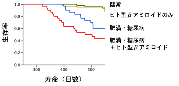 アルツハイマー病原因物質βアミロイドは、肥満・糖尿病マウスの寿命を短くする