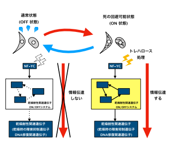 「乾燥しても死なない細胞」の死の回避システムスイッチON!