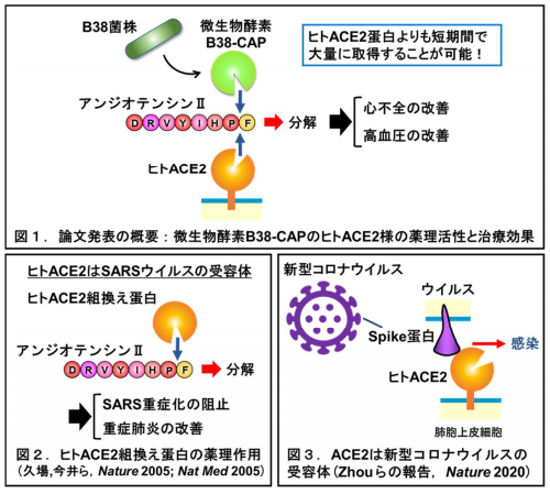 新型コロナウイルス受容体ACE2と同じ機能を持つ微生物酵素B38-CAPを発見