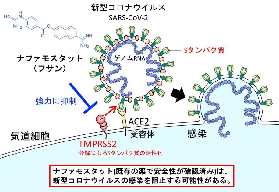 新型コロナウイルスの感染阻止が期待される国内既存薬剤の同定
