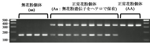 無花粉遺伝子をヘテロで保有する精英樹系統のリソースを構築