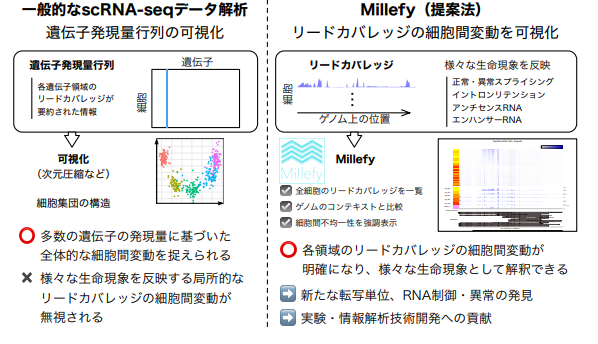 見逃されていた細胞ごとのばらつきを可視化するソフトウェアを開発