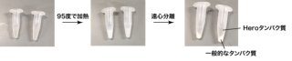 Heroタンパク質の発見とその驚くべき機能～[へろへろ]したタンパク質は[ヒーロー]のように働く