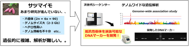 個体を高効率に選抜可能なDNAマーカーの開発に成功!