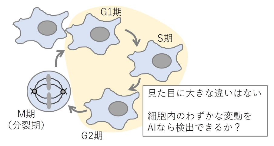 細胞画像のわずかな特徴の違いの見分け方を教えてくれるAIの開発に成功