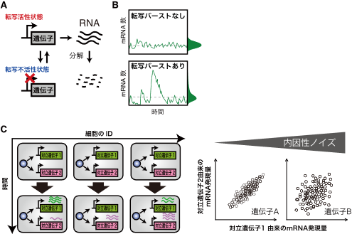 哺乳類細胞における突発的遺伝子発現動態を網羅的に決定!!