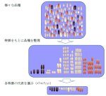 農研機構の「世界のイネ」コアコレクションの高精度ゲノム情報公開 農研機構の「世界のイネ」コアコレクションの高精度ゲノム情報公開