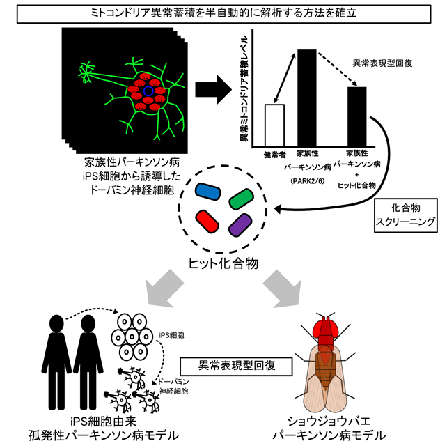 パーキンソン病の病態を改善させる治療薬の探索システムを確立