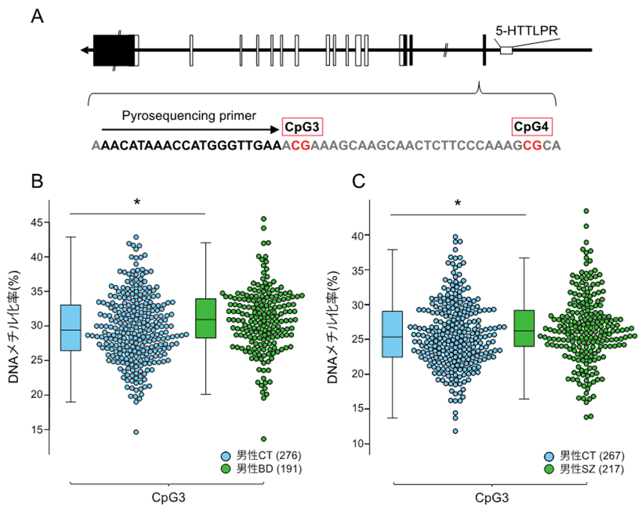 統合失調症や双極性障害の男性患者ではセロトニン関連遺伝子のDNAメチル化状態が変化